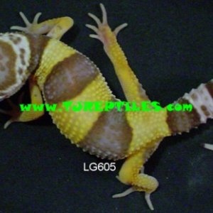 lg605a_Rainwater_Albino