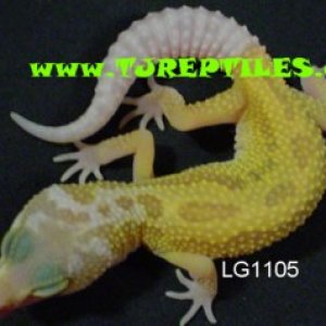 Patternless