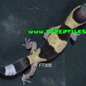 FT305_Fat_Tail