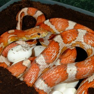 Crimson Corn with eggs