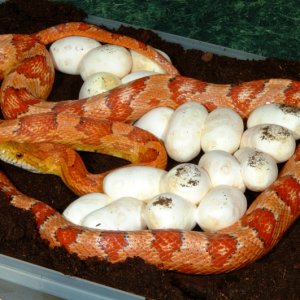 Ultra/Amel Corn Snake with eggs
