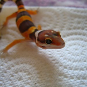 im thinking of naming this one "Chaplin"
