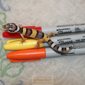 Male het tremper