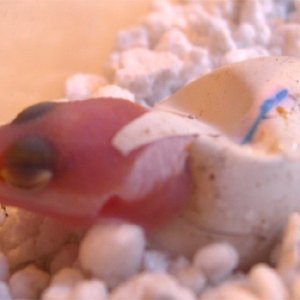 baby hatching