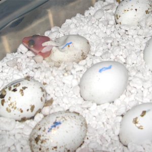 baby hatching