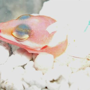 baby hatching