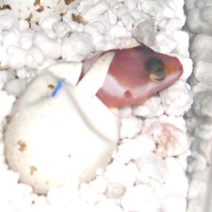 baby hatching