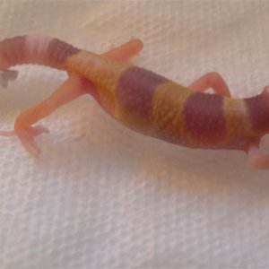 hatchling #1