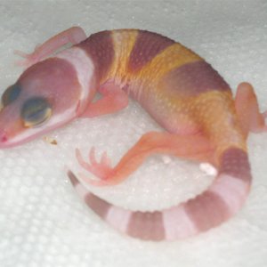 Hatchling #3