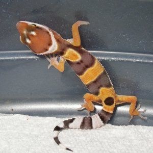 1 week -clutchmate