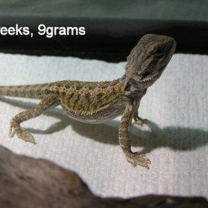 Kakadu Male 6wks