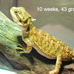 Kakadu Male 10wks