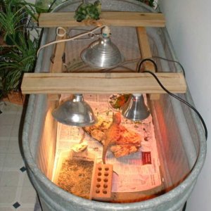 beardiesetup