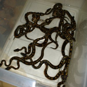 CH 05' male BP's