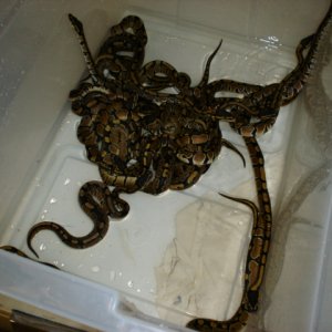 CH 05' female BP's