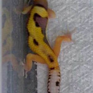 Check out that pattern