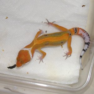 Red Stripe Male - 20 days old