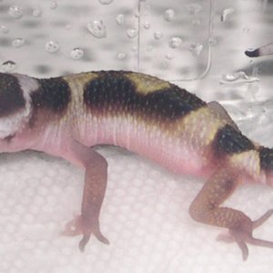 hatchling1