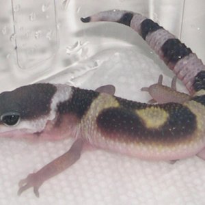hatchling1-2