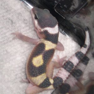 hatchling1-3