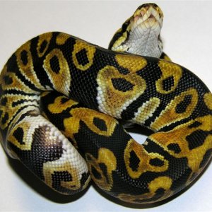 Regular Ball Python, yellow color.