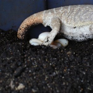 Sandy Lays Her Eggs (20)