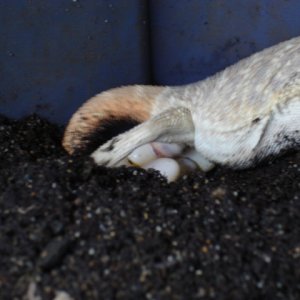 Beardie Lays Her Eggs