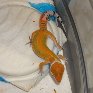 Red Stripe Male 1 week later