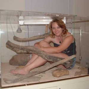New Frilled dragon cage