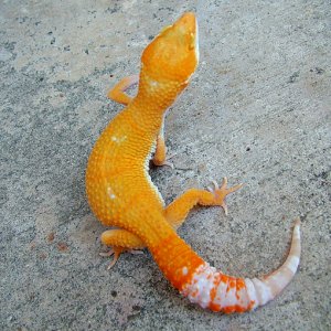 Tremper Giant Hybino @ 40g