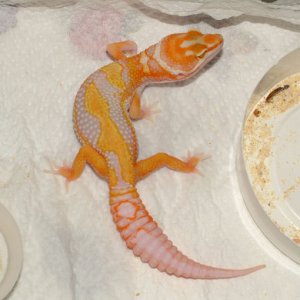 Jungle Giant Albino