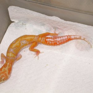 Male Jungle Giant Albino