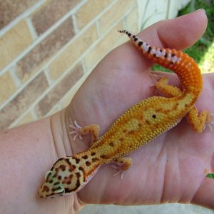 Red Stripe X Giant Reverse Stripe Albino