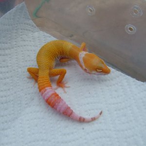 Baby Bell Hybino