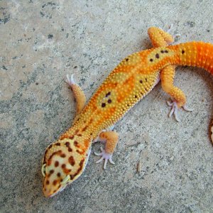 Red Stripe x Reverse Stripe Giant Albino