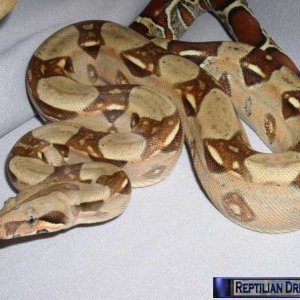 Reptilian Dreams