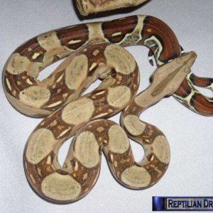 Reptilian Dreams