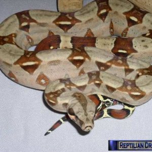 Reptilian Dreams