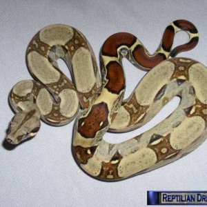 Reptilian Dreams