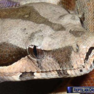 Reptilian Dreams