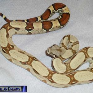 Reptilian Dreams