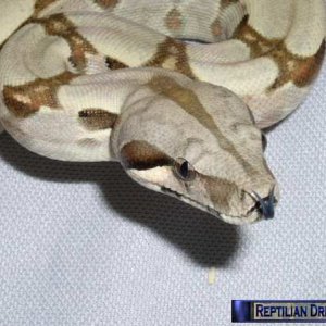 Reptilian Dreams