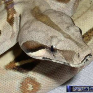 Reptilian Dreams