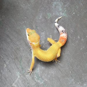 Super Hypo Tangerine Carrot Tail Baldy Male
