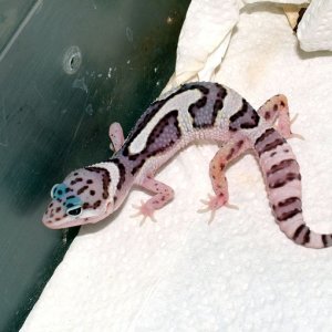 Mack Snow Het Bold Stripe