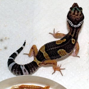 Dark Male