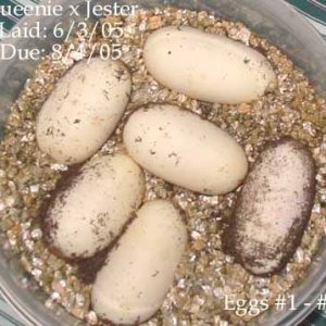 clutch060305