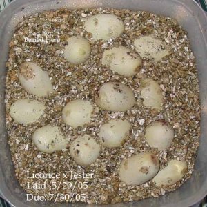 clutch0529051