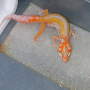 Super nice bold reverse stripe giant albino.