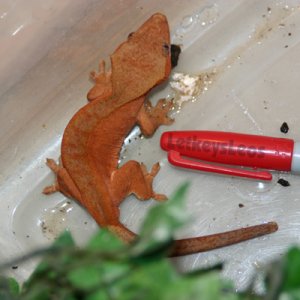 Juvi Crested